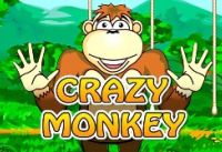 Сrazy monkey